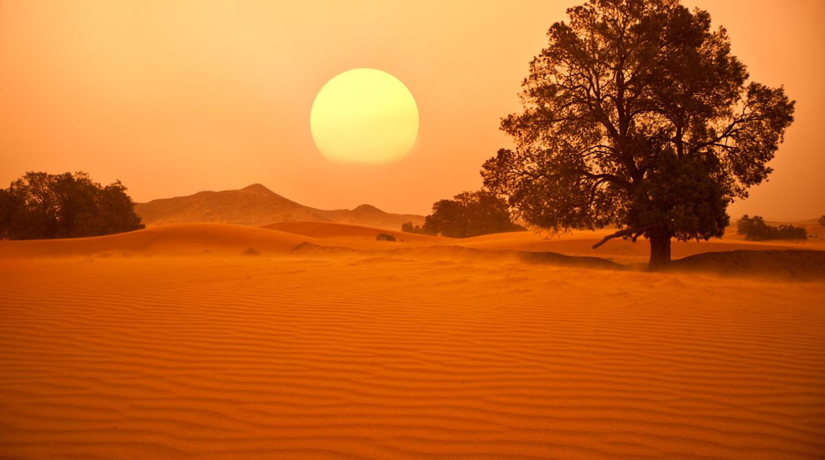 Dried tree in the Sahara desert.