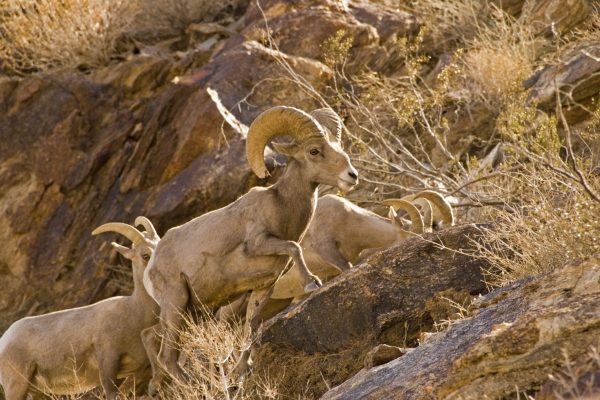 Endangered Desert Bighorn Sheep, anza-borrego desert state park, California