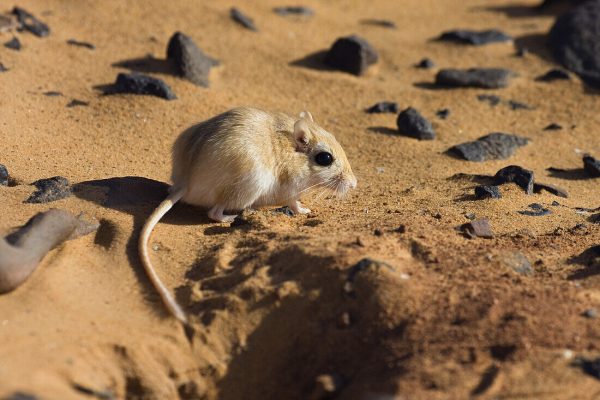 Wüstenrennmaus, Gerbil, Meriones spec., Libyen, Sahara, Nordafrika