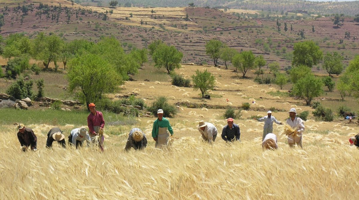 7591-harvest-in-the-middle-atlas-morocco