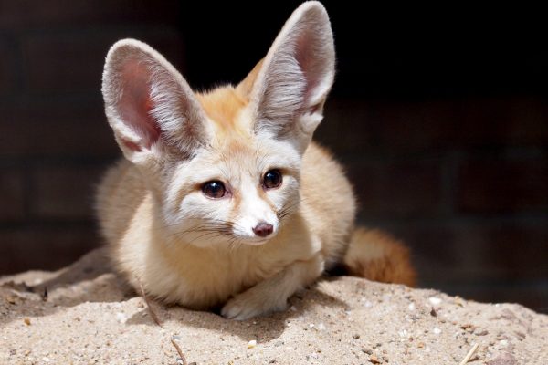 An alert Fennec lying in the sun