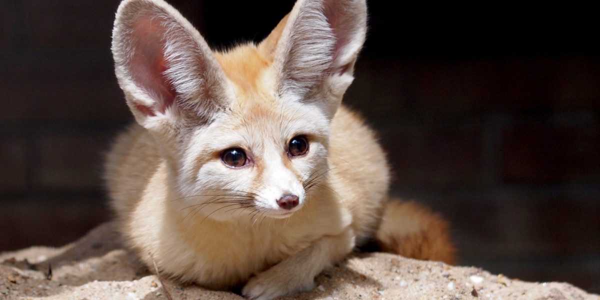 An alert Fennec lying in the sun