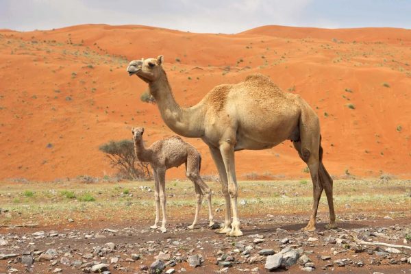 Arabian-dromedary-camel-calf_jpg_80