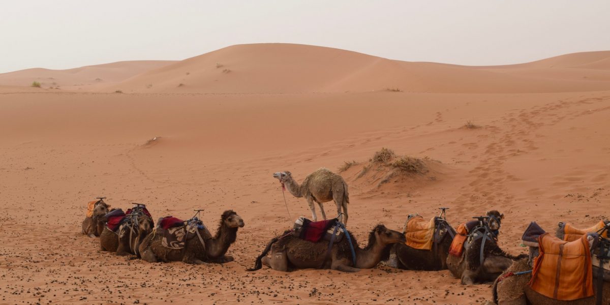 Camels+Sahara+Desert+Morocco