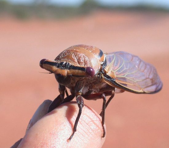 Cicada-Thopha-emmotti