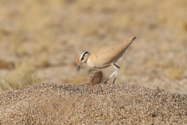 Cream-coloured-Courser-Western-Sahara-Mark-Beaman-0480