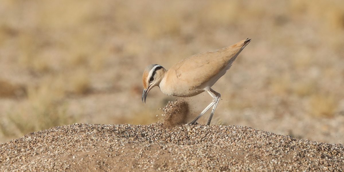 Cream-coloured-Courser-Western-Sahara-Mark-Beaman-0480