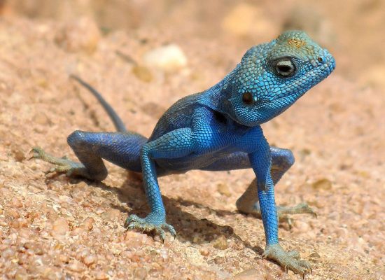 Desert-Animals-Sinai-Agama