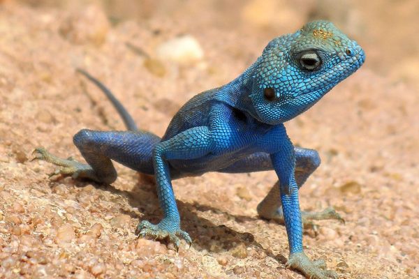 Desert-Animals-Sinai-Agama