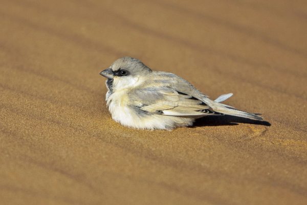 Desert_Sparrow_-_Merzouga_-_Morocco_07_7156_(22203842844)
