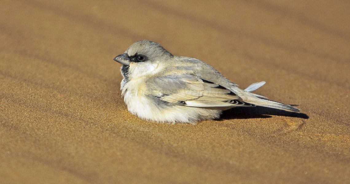 Desert_Sparrow_-_Merzouga_-_Morocco_07_7156_(22203842844)