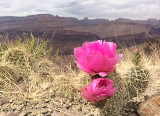 Grizzly-Bear-Cactus-Flower-and-Grand-Canyon-Flora
