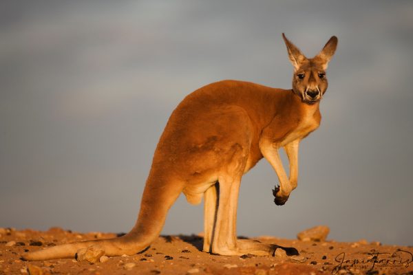 A red kangaroo (Macropus rufus)  sitting at sunset,  Sturt Stony Desert,  Australia