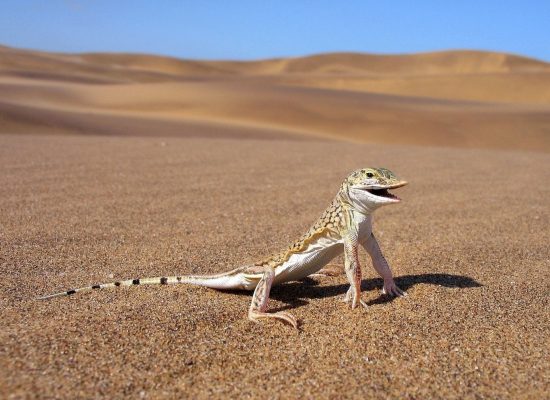 LDA-Sand-Diving-Lizard