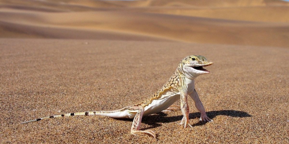 LDA-Sand-Diving-Lizard