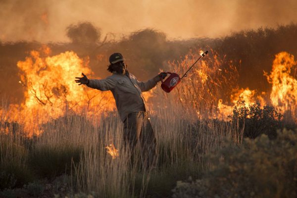 MartuRangerBurningSpinifexGrassKanyirninpaJukurrpa