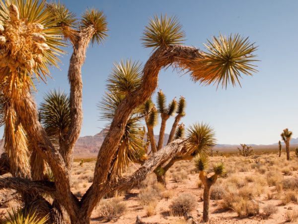 Mojave Joshua Trees