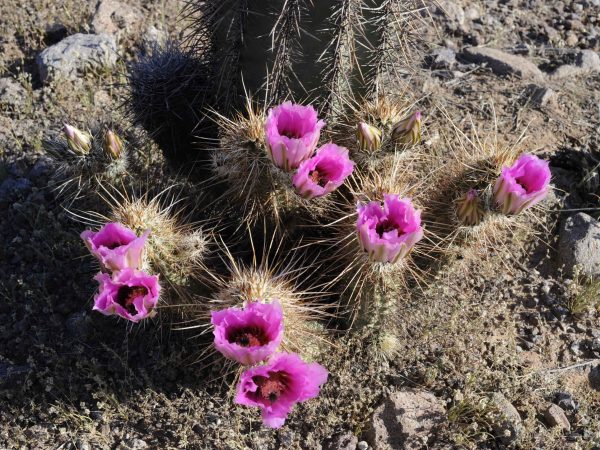 Ping_purple_flowering_barrel_cactus_in_the_sonoran_desert
