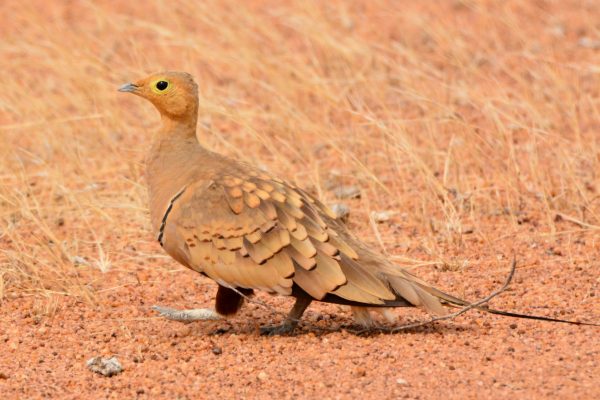 Sandgrouse_-_Male