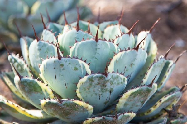 Succulent plants