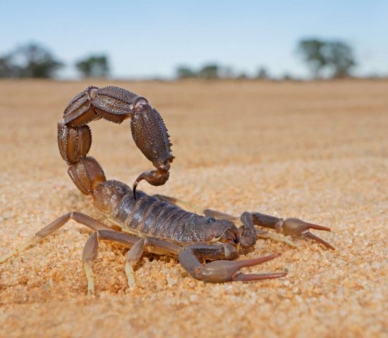 aggressive-africa-desert-scorpion-sting-poisonous-granulated-venomous-kalahari-thick-tailed-scorpion_t20_E4k9RZ