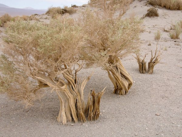 A hint of life in the Chilean desert. This plant is typical of the natural environment around the ALMA site. This picture was obtained in August 2004.