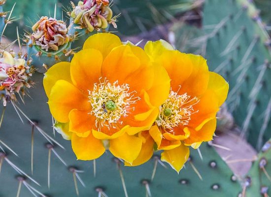 blooming-cactus-grand-canyon