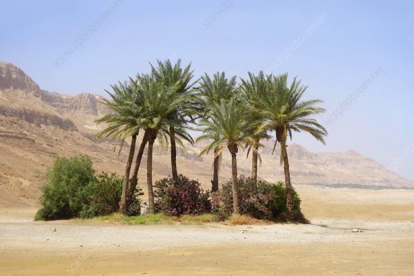 Oasis in the desert.