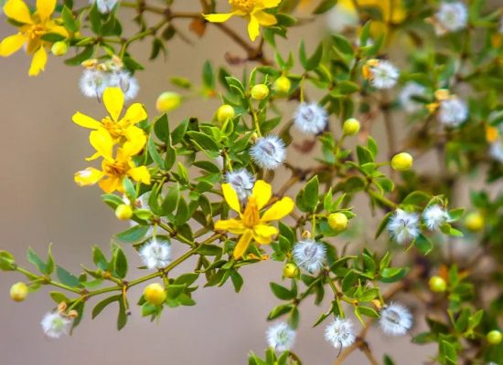 creosote-bush-desert-chaparral-1296x728-header_jpg_85