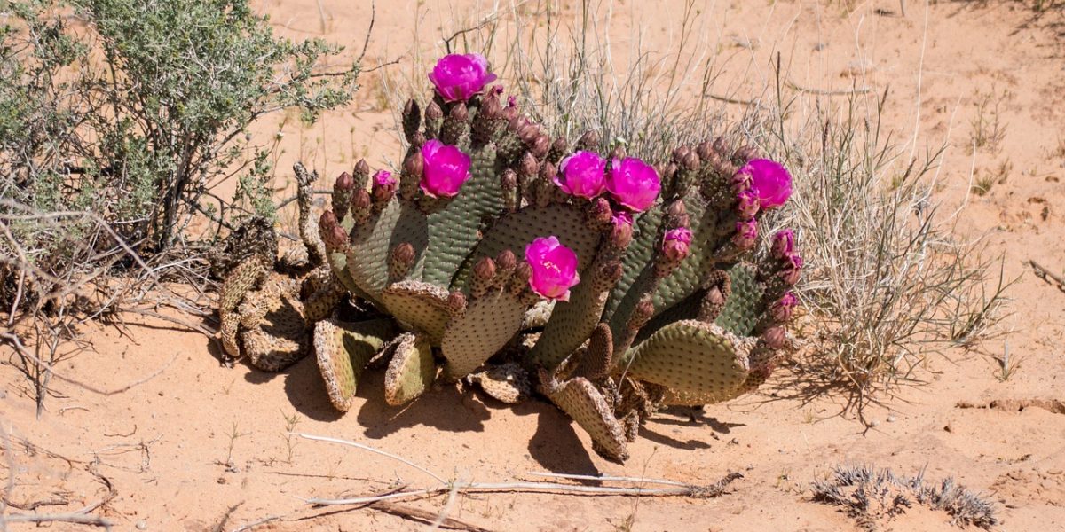 desert-flower-301783_1280