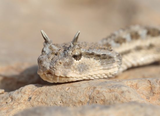 desert-horned-viper-shutterstock35283091