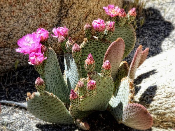 desert-plants-fuchsia-cactus-flowers-glenn-mccarthy-art-and-photography