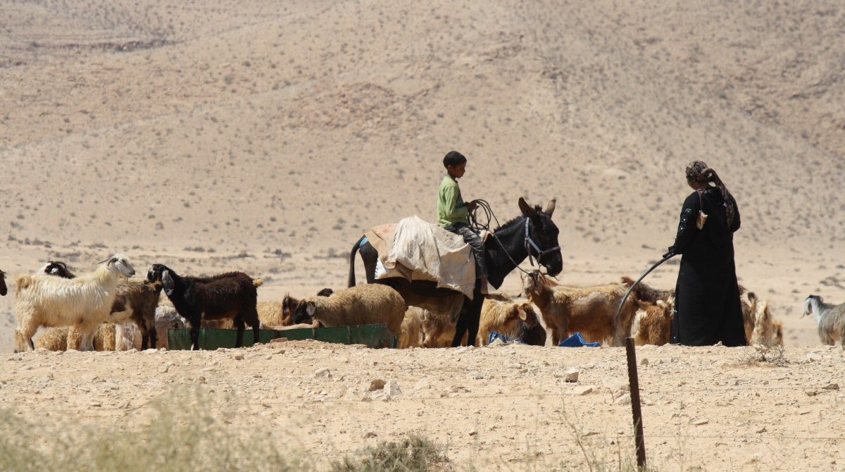 desert_bedouin_goat_mammal_domestic_outdoor_farm_animals_rural-1110814.jpg!d