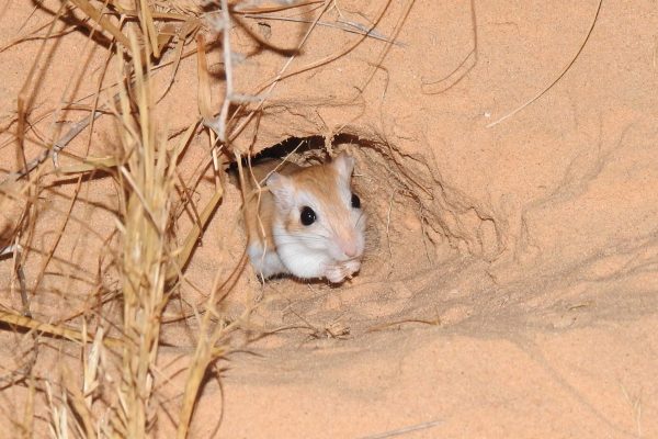 gerbil-hiding-in-a-burrow