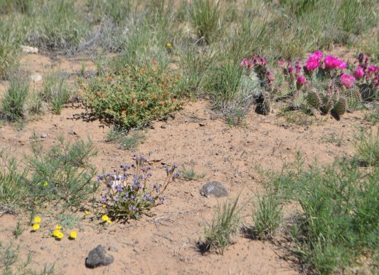 petr_volcanoes_wildflowers