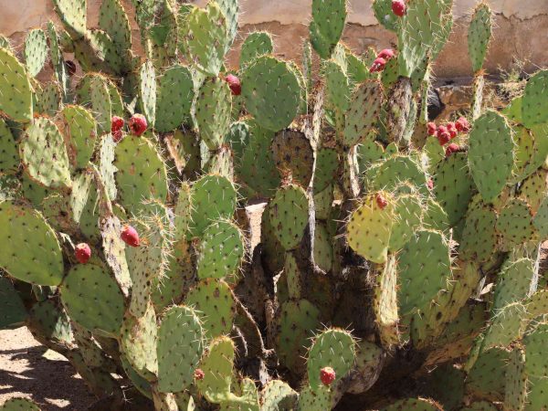 prickly-pear-with-fruit-big-a0f59b93f0b648de9dfb2e79c7ec8716