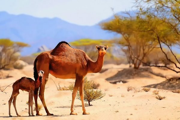 sahara-desert-animals