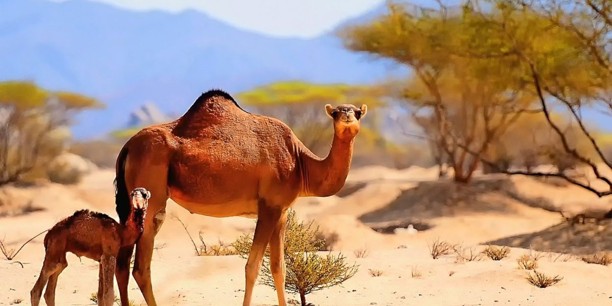 sahara-desert-animals