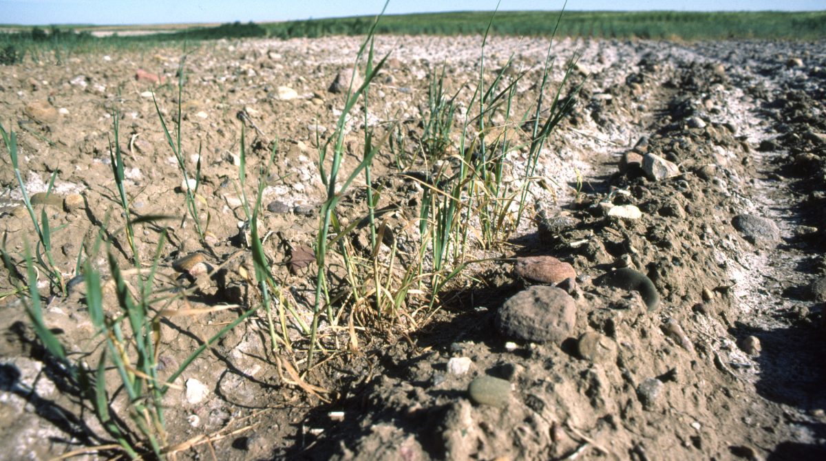 Field with saline seep in Liberty County, July 1983.