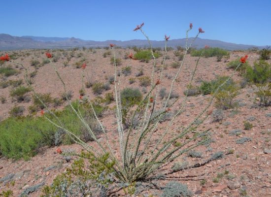 smallOcotillo-plant-2-1024x683-1