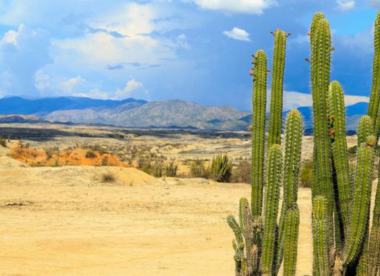 tatacoa-desert-cacti